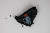 Mimoniades nurscia