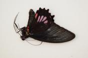 Parides neophilus male