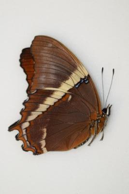 Siproeta epiphus male equateur