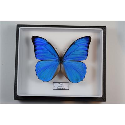 Morpho anaxibia male