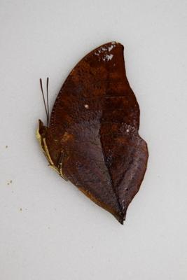 Anaea itys male