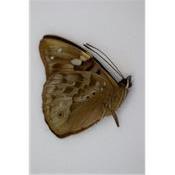 Apaturina ermnea papuana male