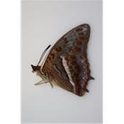 Charaxes cynthia mâle