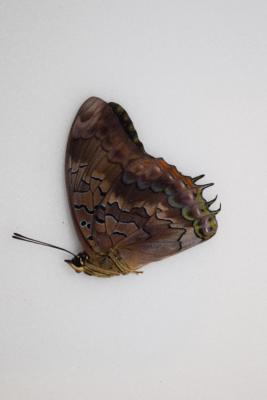 Charaxes etheocles cedreatis male