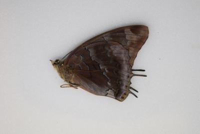 Charaxes etheocles etheocles femelle