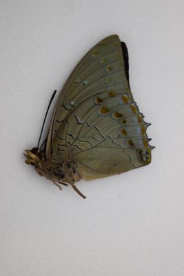 Charaxes imperialis male