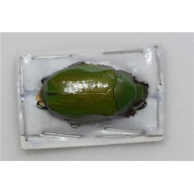 Chrysina aurilisternum femelle