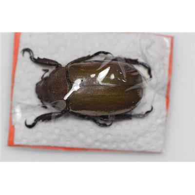 Chrysina purulhensis RARE