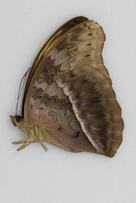 Cymothoe confusa femelle