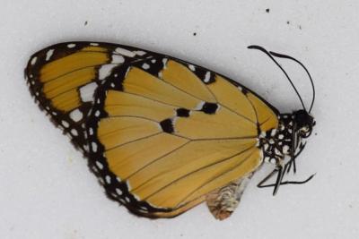 Danaus chrysippus