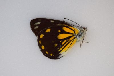 Delias sp 2 male