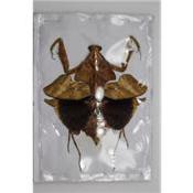 Deroplatys lobata femelle