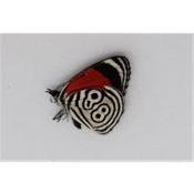 Diaethria clymena