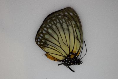 Euxanthe crowsleyi male