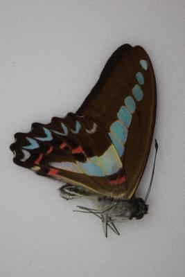 Graphium milon
