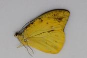 Hebomoia leucippe mâle
