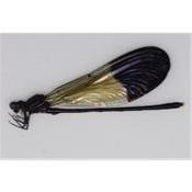 Libellule sp 3