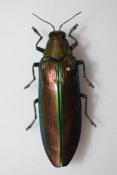 Megaloxantha purpurascens peninsulae