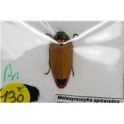 Metaxymorpha apicerubra femelle