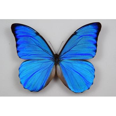 Morpho anaxibia male étalé