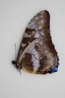Morpho cypris male A1