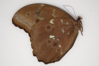 Morpho menelaus occidentalis mâle