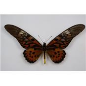 Papilio antimachus male recto etale