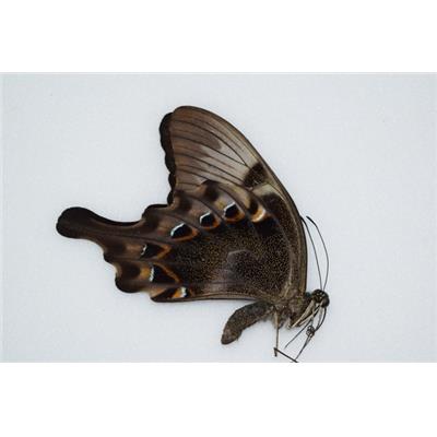 Papilio peranthus adamantius male