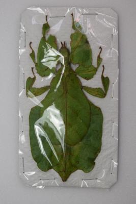 Phyllium pulchrifolium bioculatum femelle