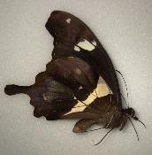 Papilio hesperus male