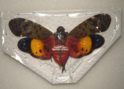 Penthicodes variegata