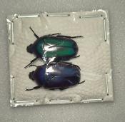 Chlorocara africana oertzeni x2