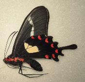 Parides agavus male