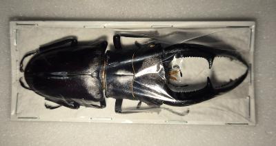 Hexarthrius mandibularis sumatranus male + 95 mm