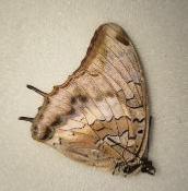 Charaxes etheocles catachrous femelle