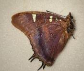 Charaxes lactetinctus femelle