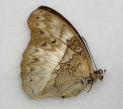 Cymothoe excelsa femelle