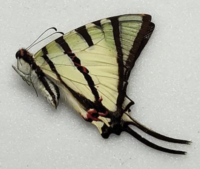 Eurytides protesilaus