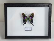 Boîte Cloche Graphium weskei male