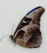 Morpho rhetenor eusebes male A-