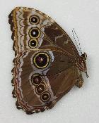 Morpho helenor rugitaeniatus femelle