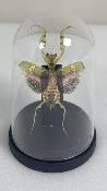 Mini Globes Creobroter gemmatus recto