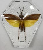 Sauterelle sp13 male