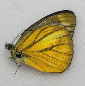 Cepora nadina andersoni A-
