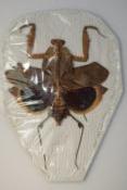 Deroplatys dessicata femelle