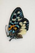 Erasmia pulchera chinensis