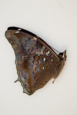 Historis acheronta male