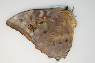 Morpho telemachus femelle