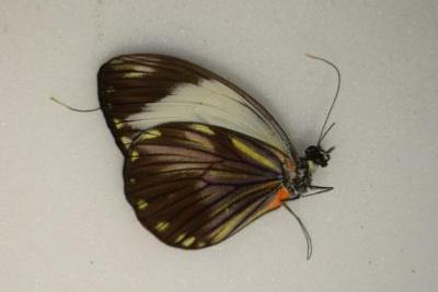 Pieribalia viardi rubecula femelle A-