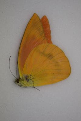 Appias nero zarinda male